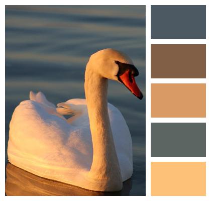 Lake Nature Wallpaper Swan Image